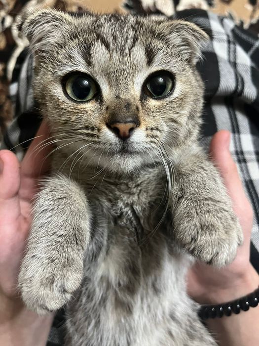 Одам в добрые руки котёнка девочка