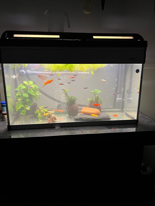 Acvariu complet cu stand ,filtru extern,pompa oxigen si pesti