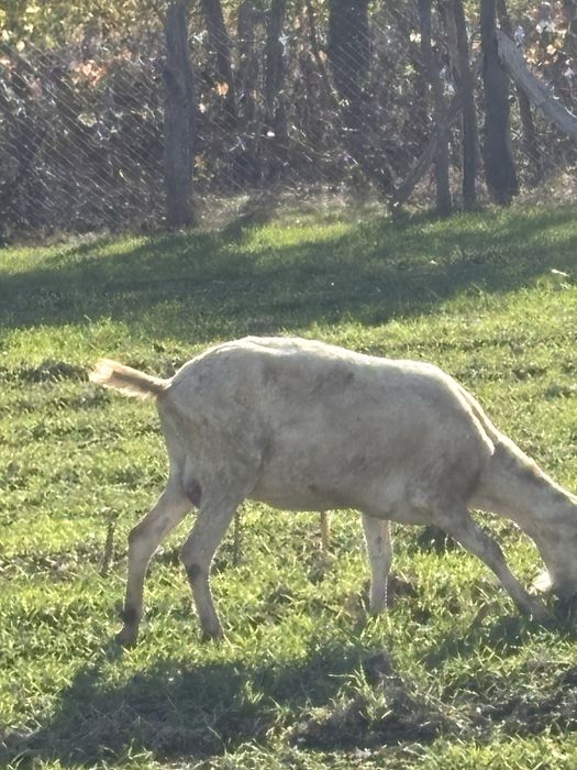 Capre sannen rasa pura