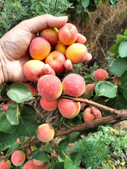 Продам участок ЛПХ абрикосовый сад