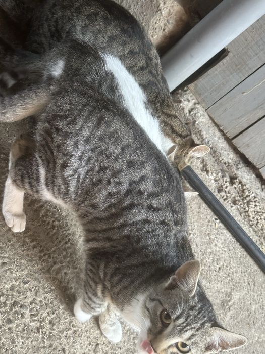 Donez 3 pisici,nu sunt de rasa dar sunt prietenoase