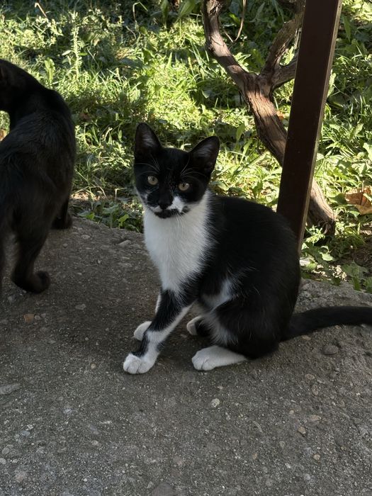 Donez 3 motanei cu varsta de 2 luni