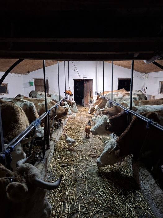 Vând vacii bălțate