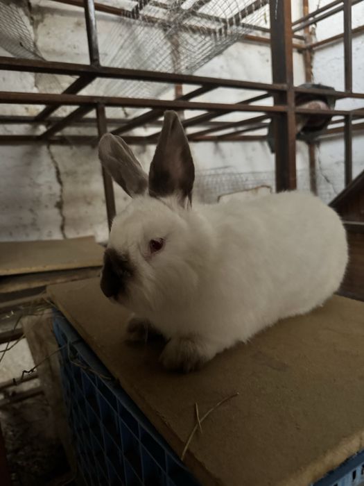 Quyon Kalifornya 8 dona ikta sames 6 ta samka