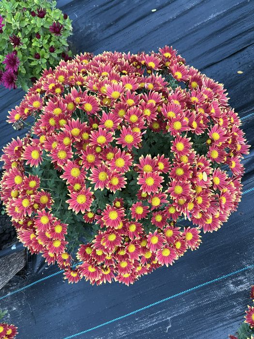 Crizanteme en gross .Comuna Unirea,Dolj.15 lei bucata