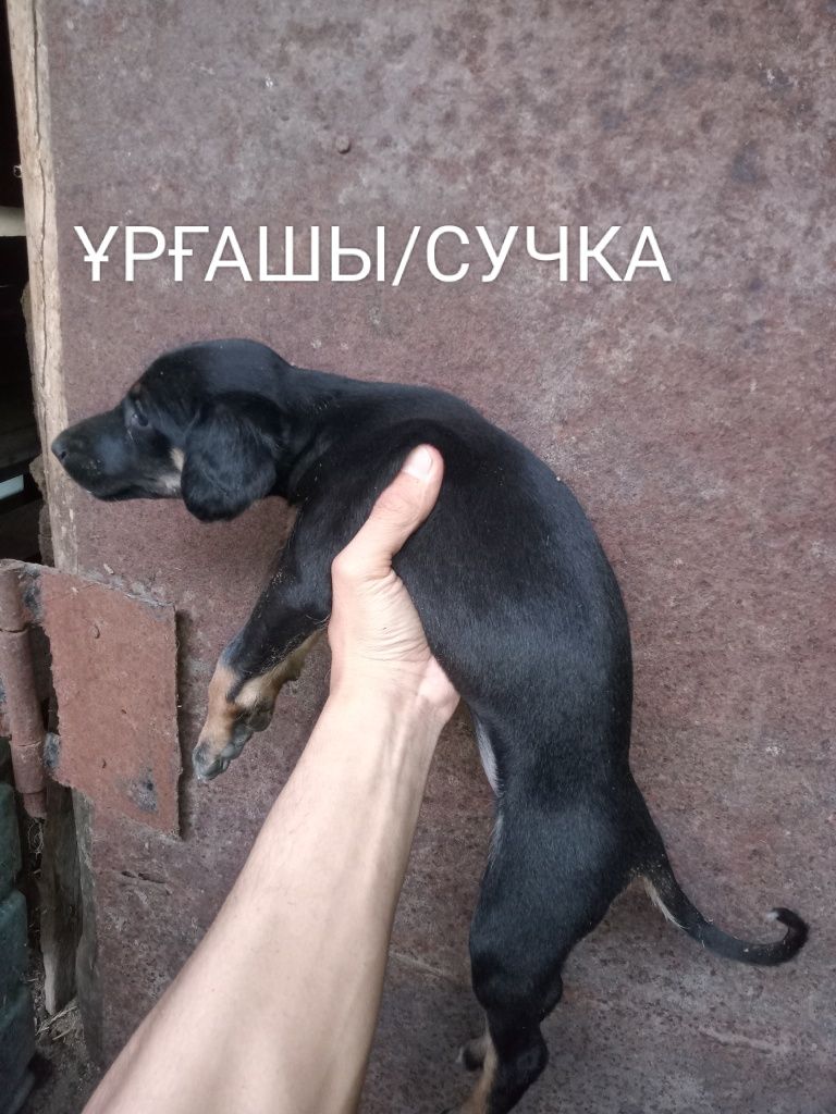 Щенки Тазы/ Тазы күшіктері