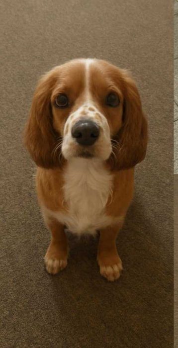 Подарявам кокер шпаньол-БУРГАС