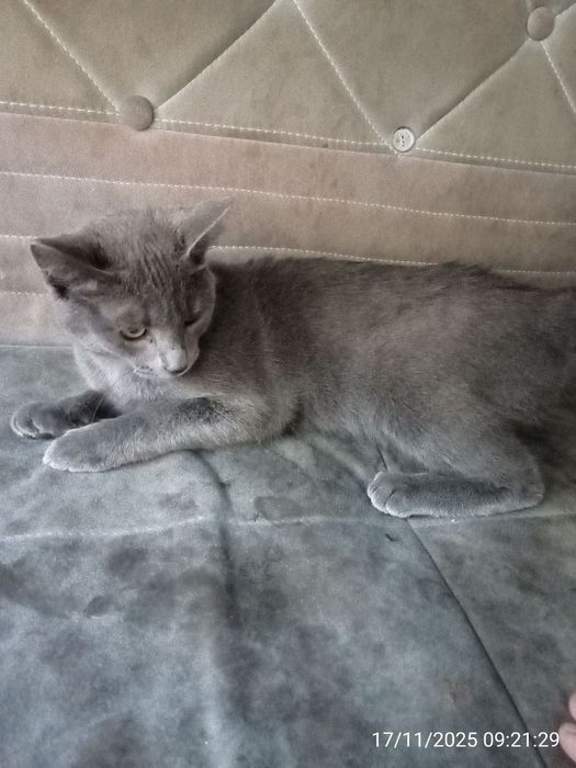 Mushuk sotiladi . Russiyan Bule