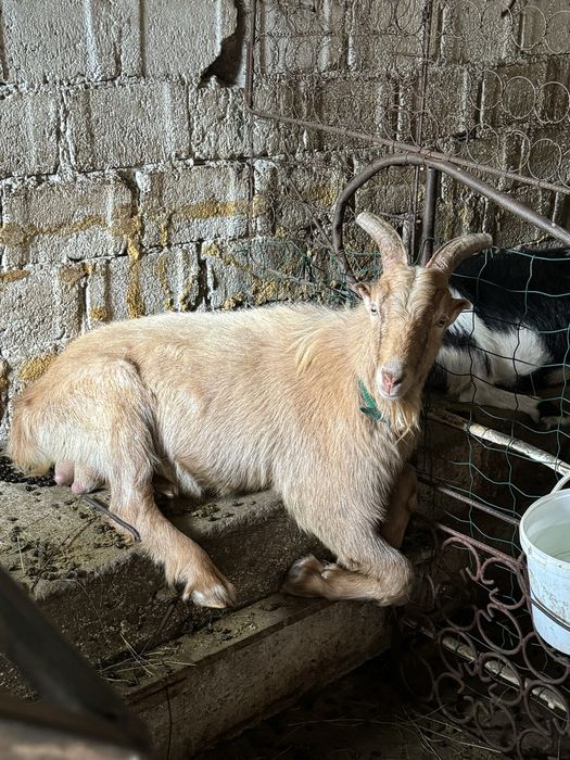 Vând Țap, 10 luni