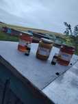 Produse apicole bio