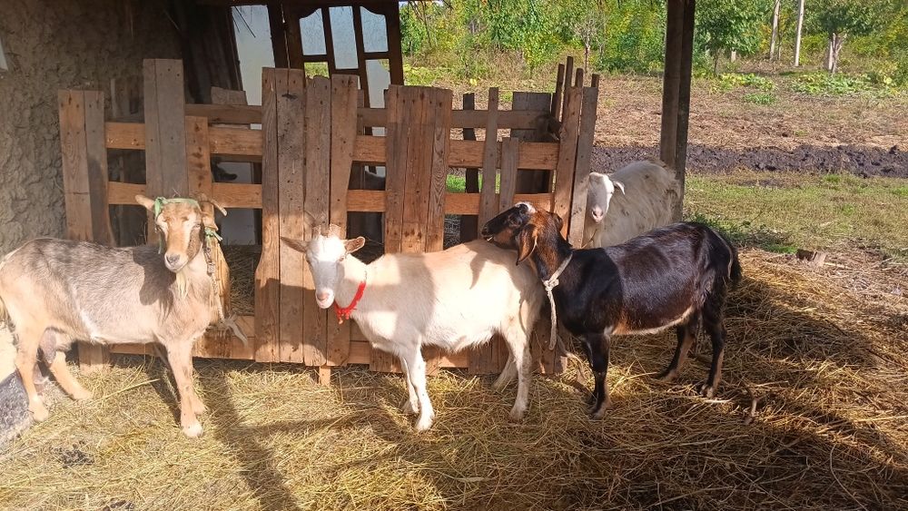 Vând sau schimb cu purcei/porci ,sau 15 capre pe o vaca