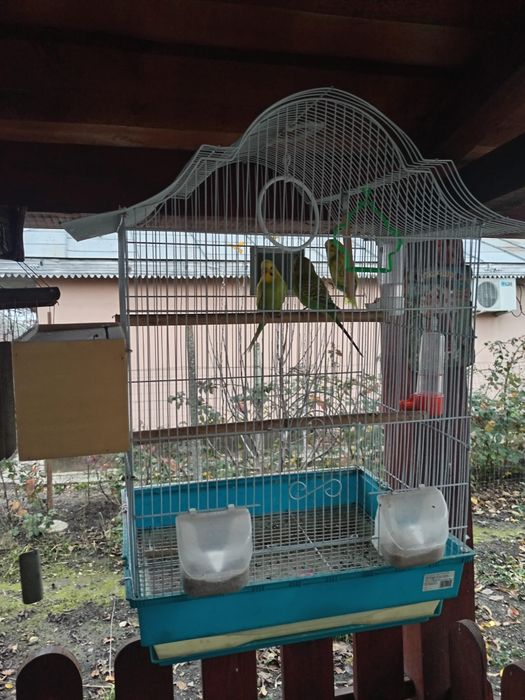 Perusi jucausi + Colivie mare