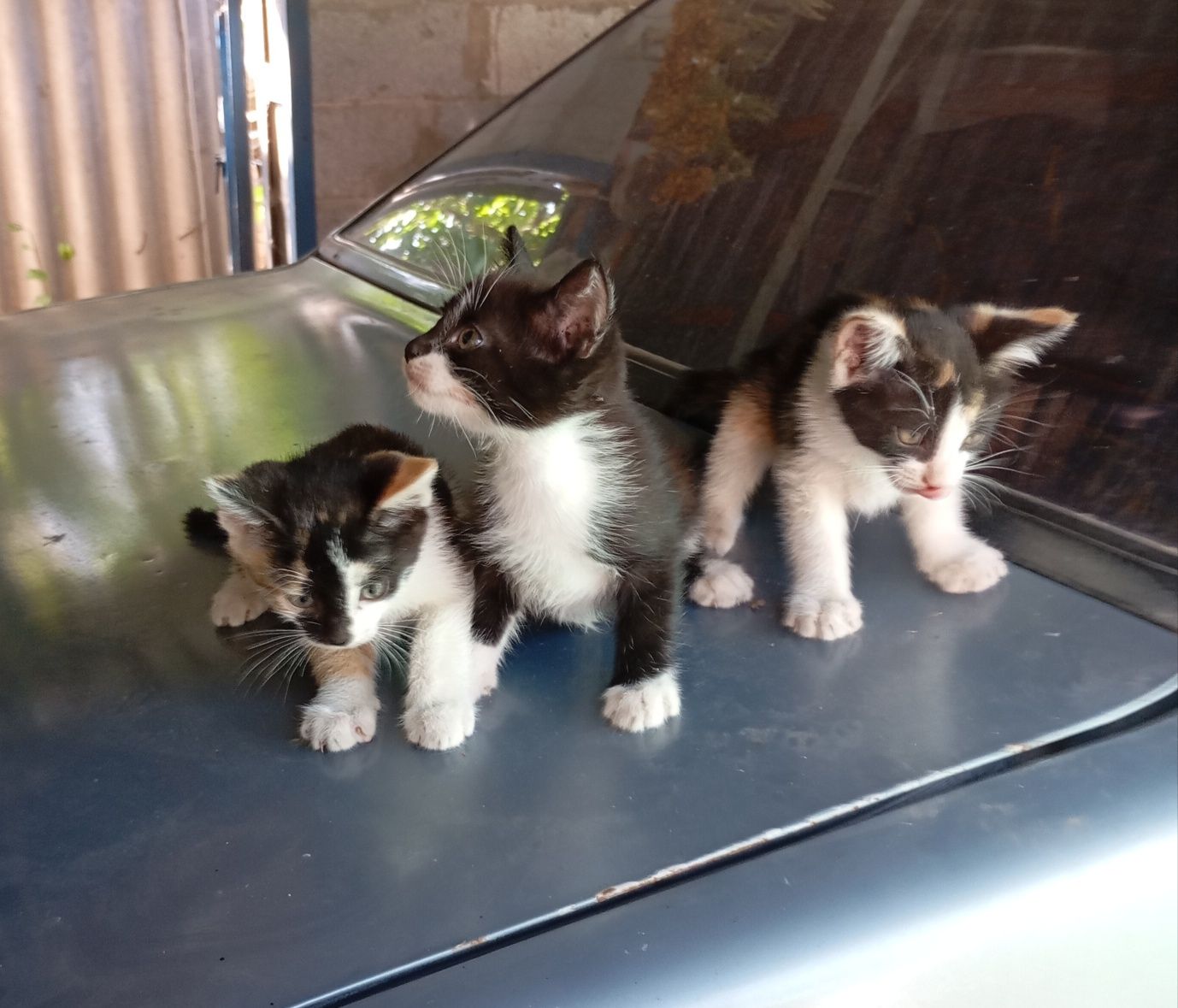 Котята. В добрые руки.