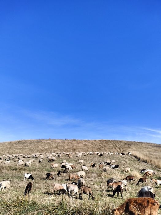 Vând sau schimb capre tinere