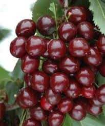 Visini la oferta toamna aceasta Nana,Crisana, Debrecen.Livrare RO