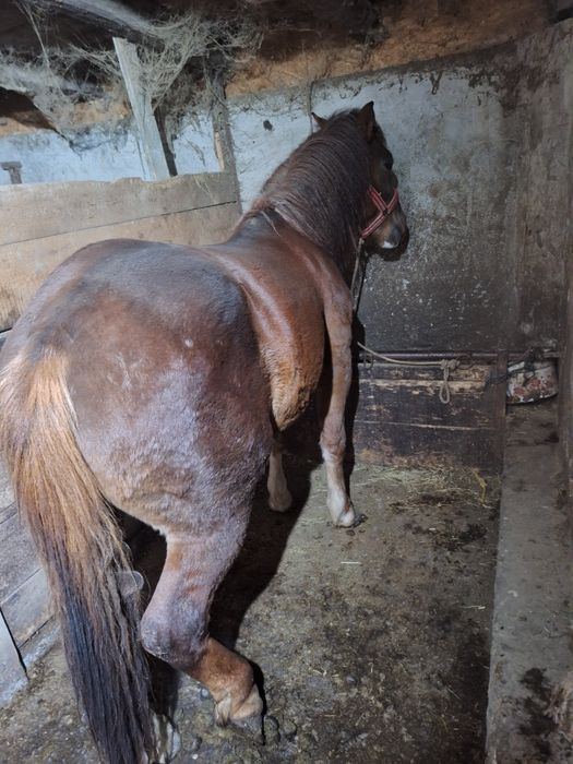 Vand carlan si un vitel