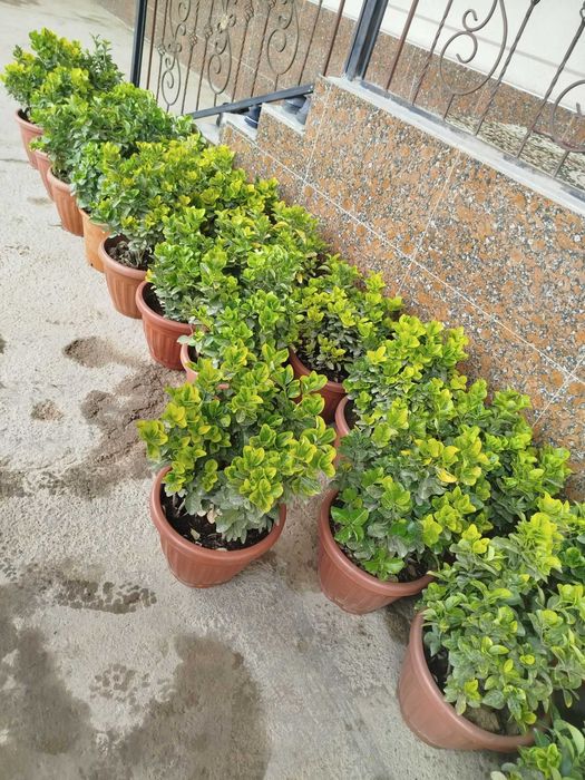 India 1skleti 25dona