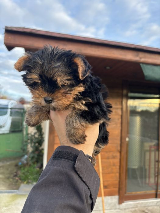 Йоркширски териер