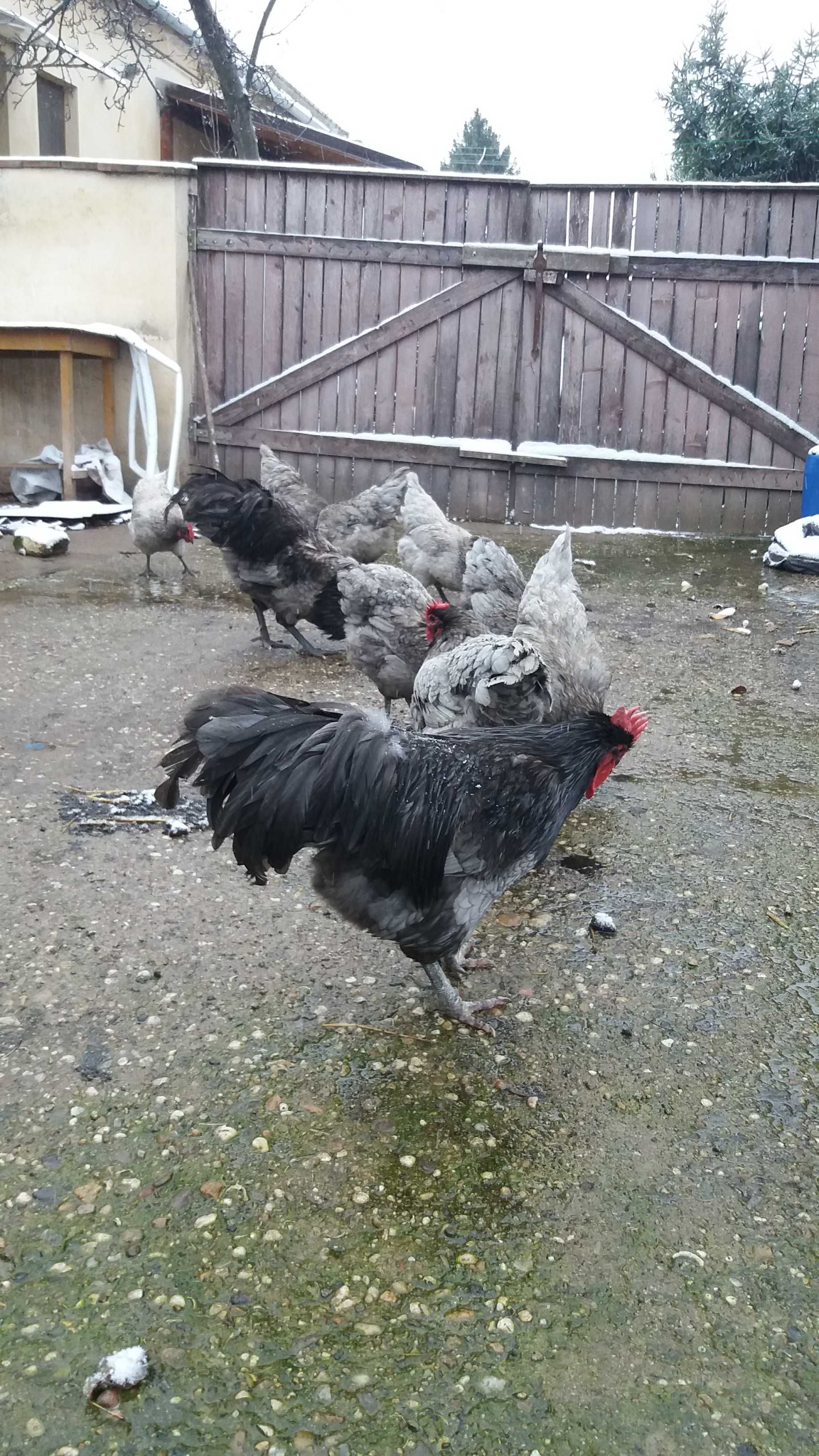 Australorp- pui de o zi (12 lei) si oua pentru incubat (5 lei)