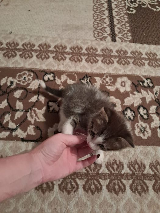 Отдам котенка в добрые руки