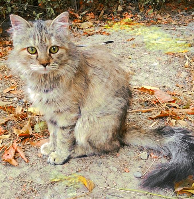 Отдам даром котят