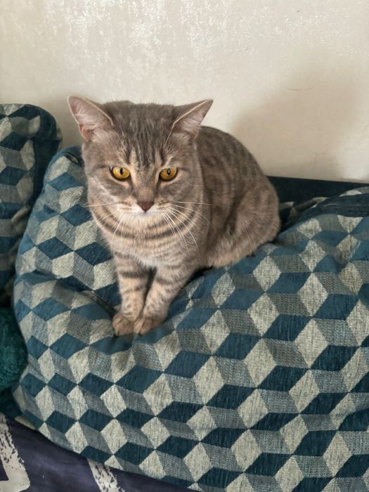 Отдам кошку в добрые руки