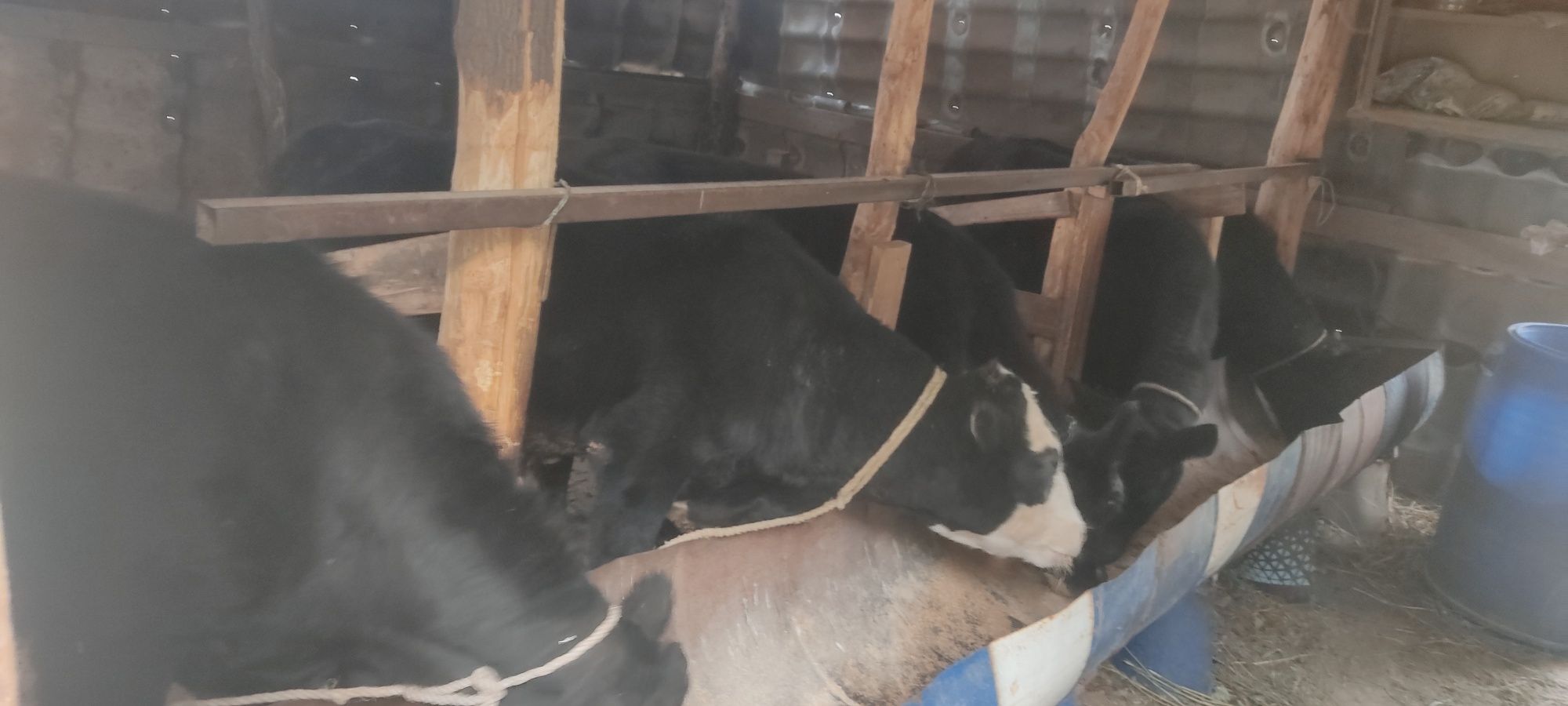 Продам бычков восем голов