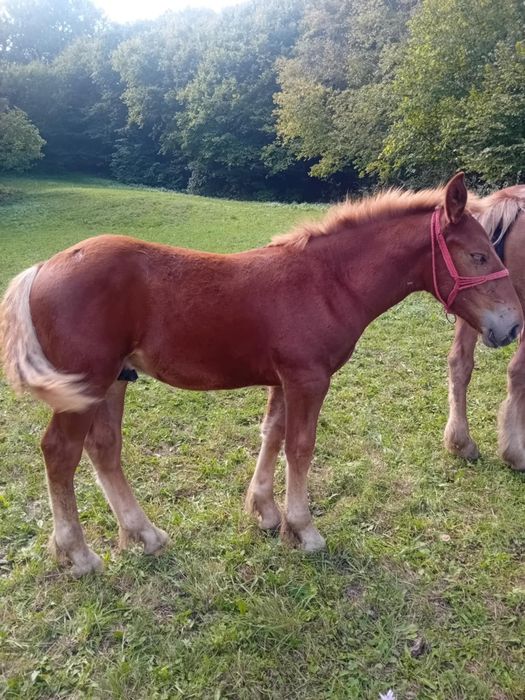Vând  mânz de șase luni