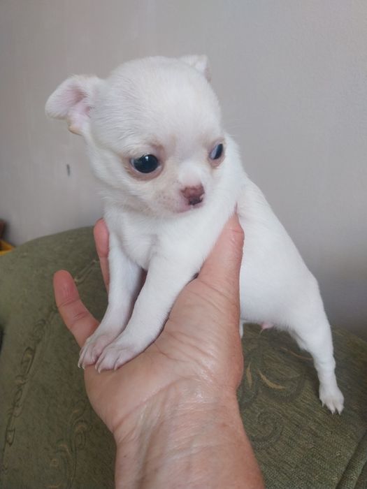 Продавам чихуахуа