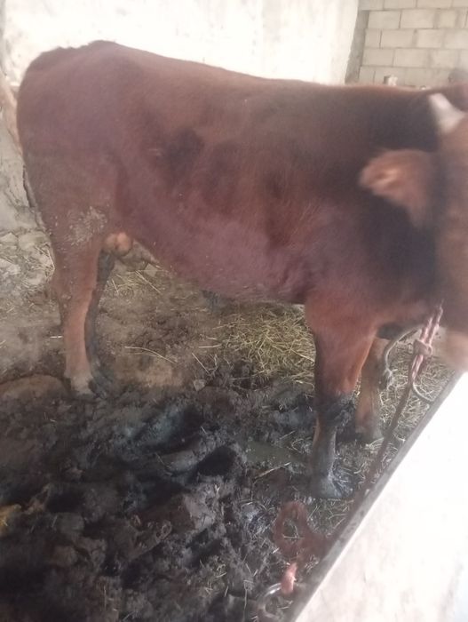 Бука 1,5 ешар соглом еб ичиши зур жавоб