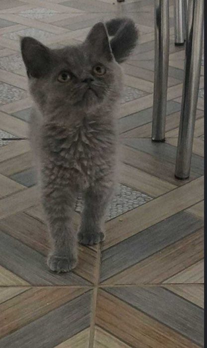 Motănel British Shorthair blue