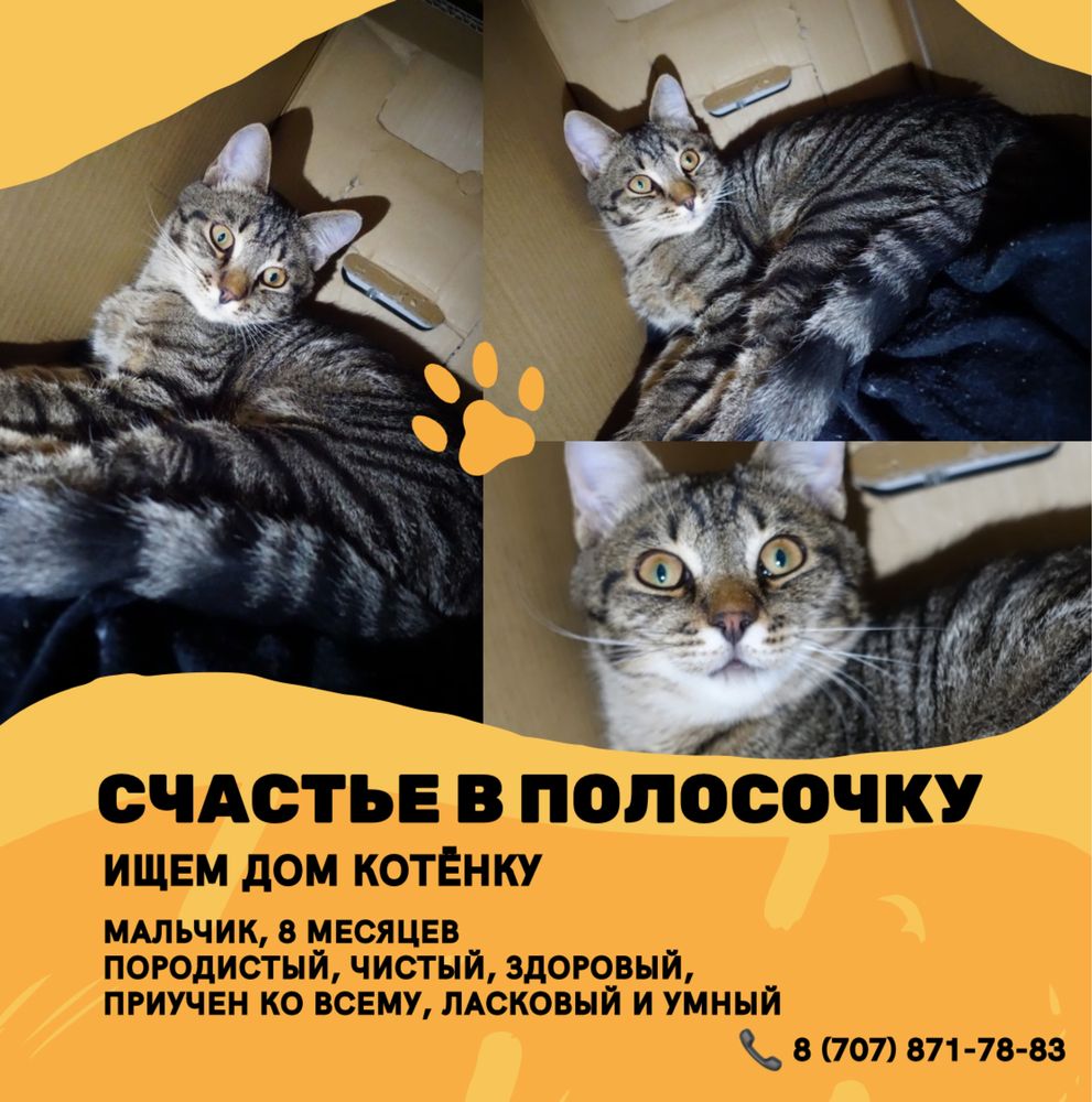 Ласковый Котёнок Даром !!!