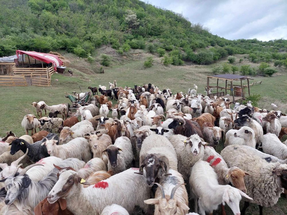 De vnzare oi cu mei