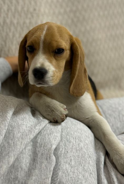 Бигль девочка 4 месяца