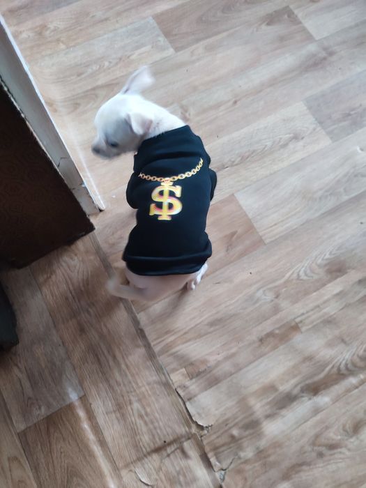 Продавам кученце Чихуахуа Пинчер