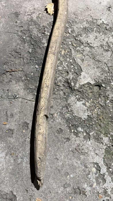 Кобилица антична