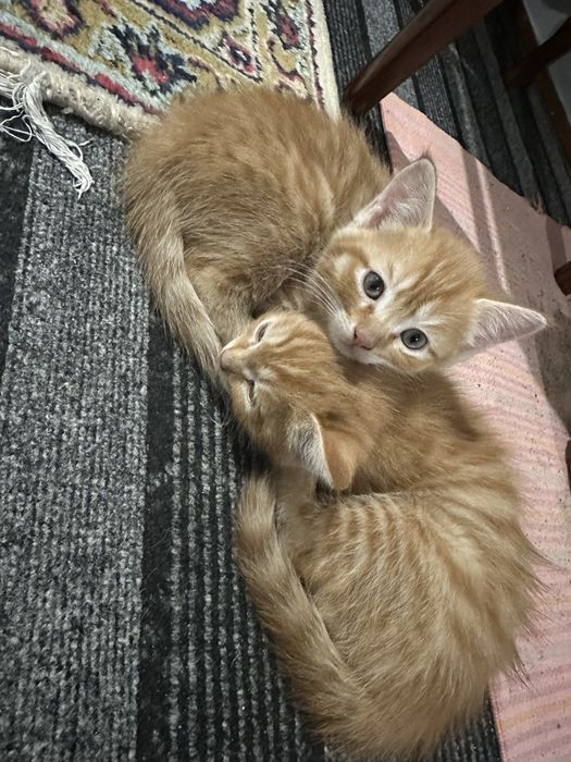 Отдам котят в хорошие руки