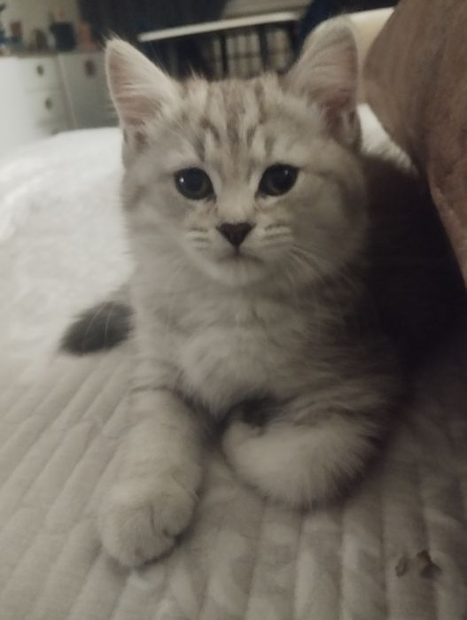 Продается котенок