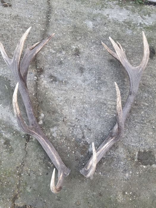 Vând coarne de cerb