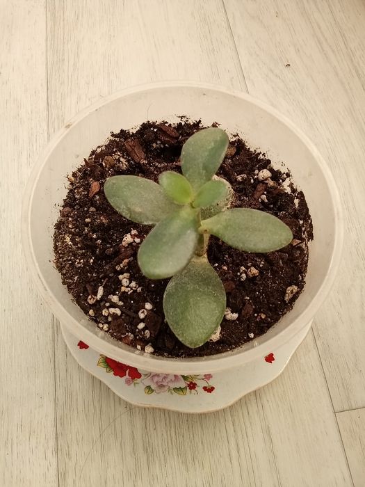 Денежное дерево обмен