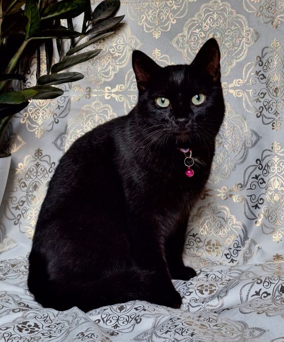 Подари Шейле семью