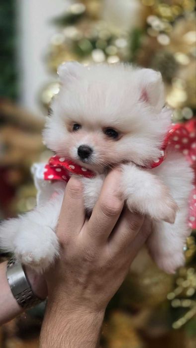 Мини Померанчета