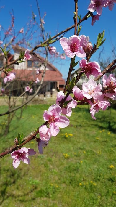Vand casa Lapusel