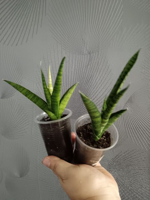 Сансевиерия Габриелла и таф леди