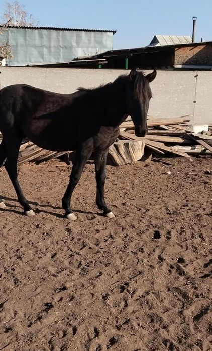 Жылкы еті.соғымға