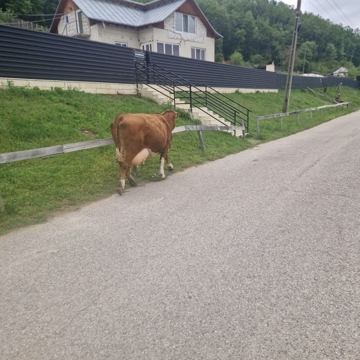 Vacă bălțată românească