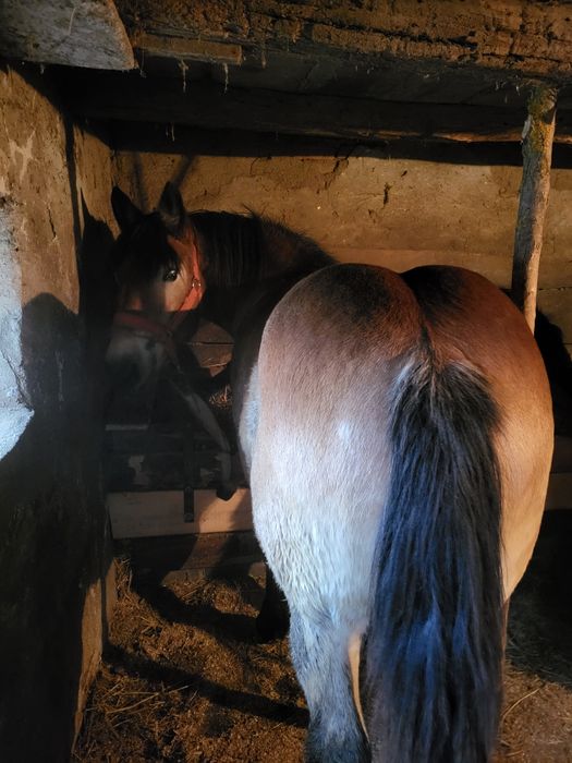 Vand harmasar un ani jumate