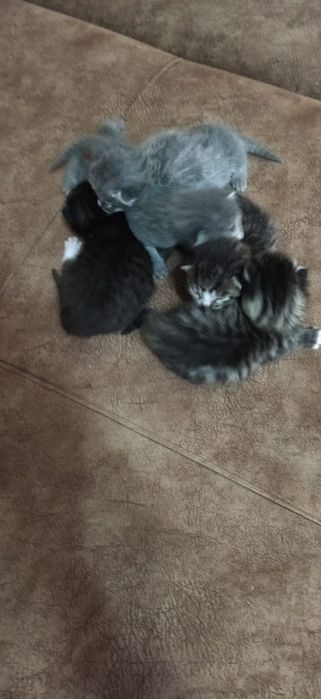 Отдам котёнка в добрые руки