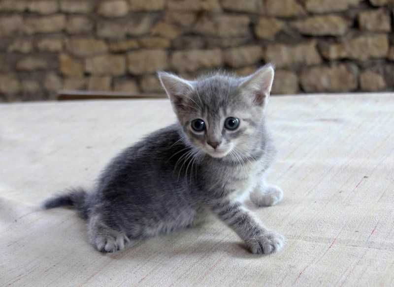 Котёнок 3 месяца