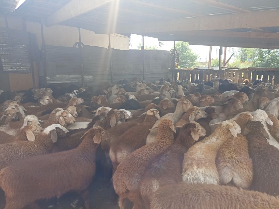 Кой кой кой бараны г.Алматы